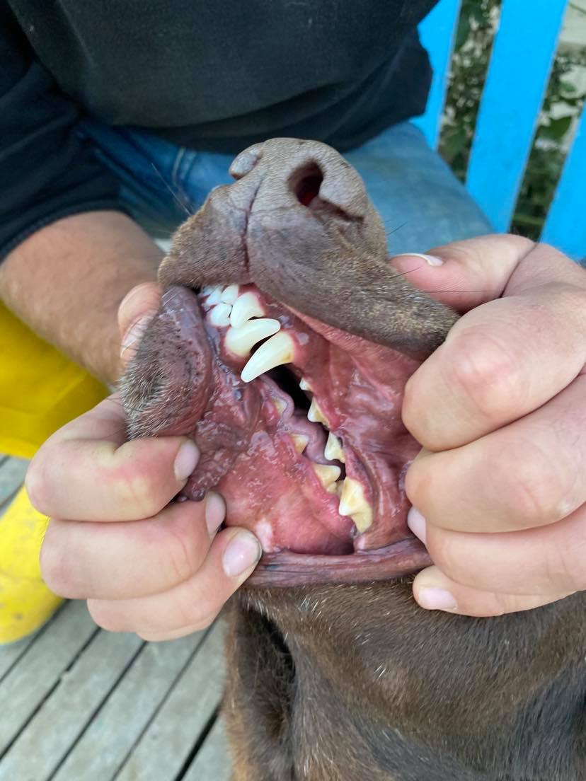Monty (fka Mocha)
